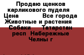 Продаю щенков карликового пуделя › Цена ­ 2 000 - Все города Животные и растения » Собаки   . Татарстан респ.,Набережные Челны г.